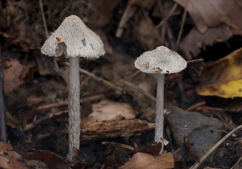 Entoloma araneosum